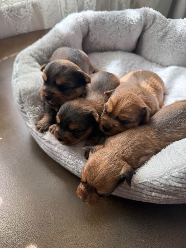 Yorkshire Terrier Puppies media 3