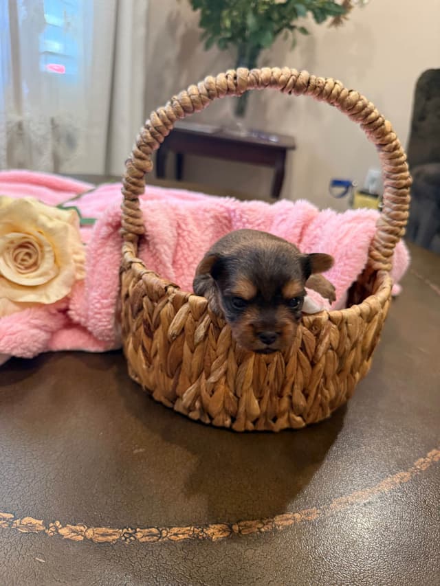 Yorkshire Terrier Puppies media 4