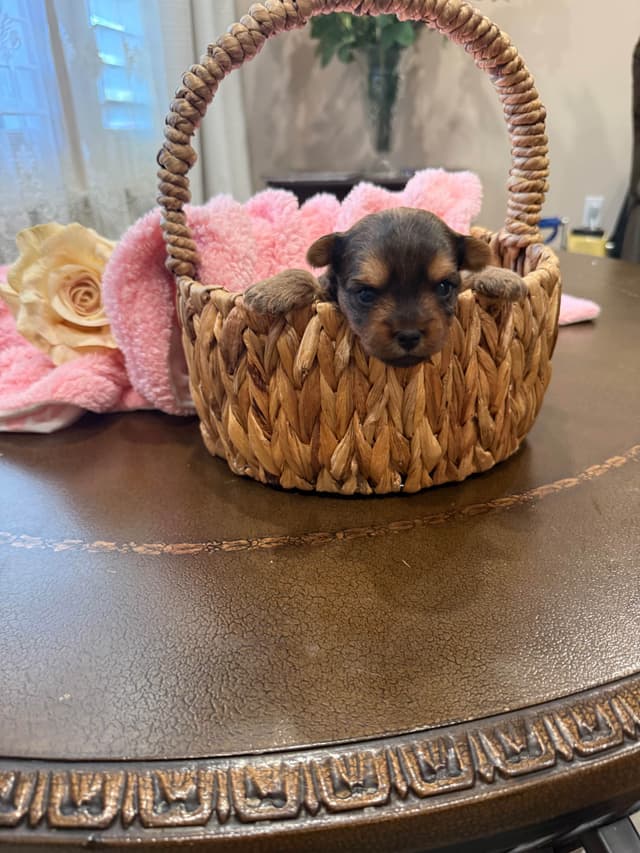 Yorkshire Terrier Puppies media 5
