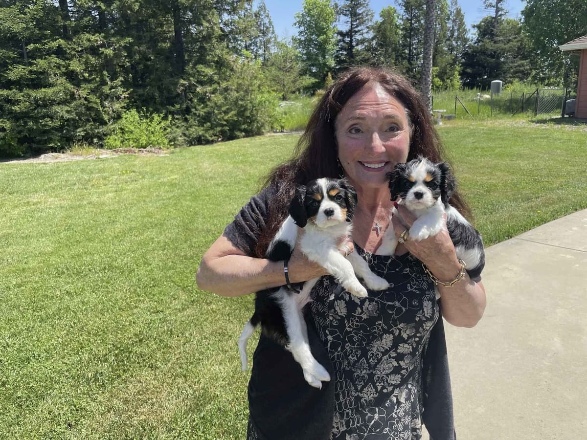 Cavalier King Charles Spaniel Puppies breeder image 3