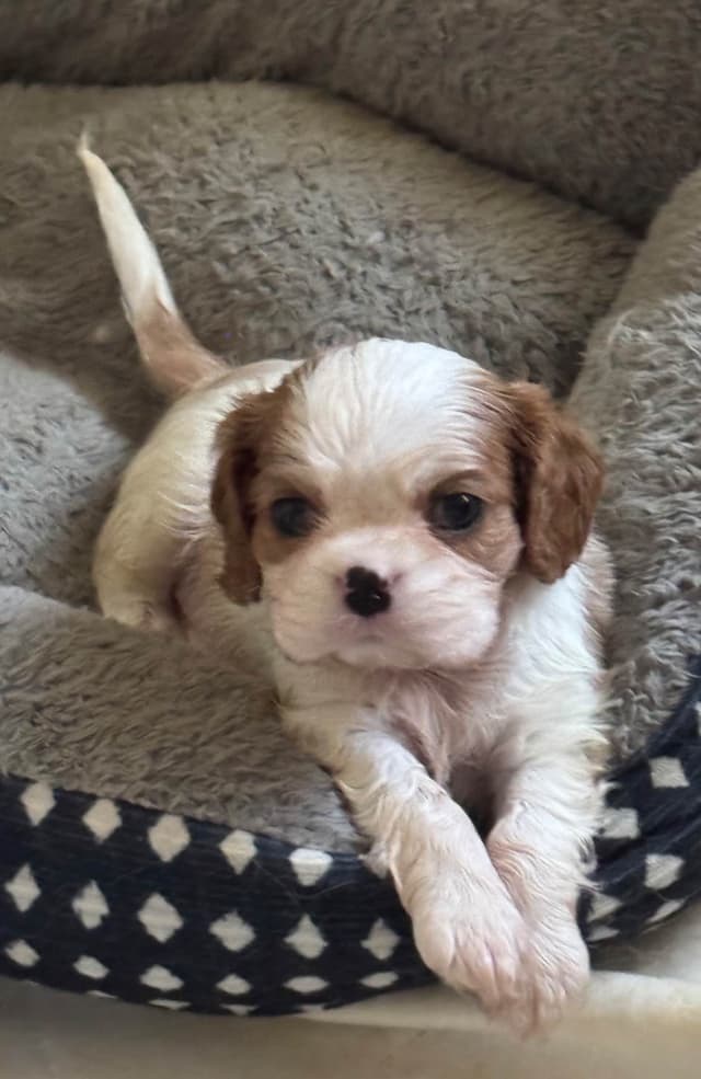 Cavalier King Charles Spaniel Puppies media 2