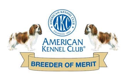 Cavalier King Charles Spaniel Puppies media 3