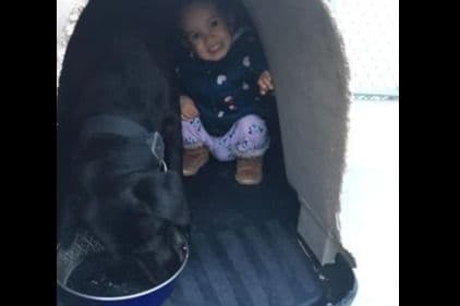 Labrador Retriever Puppies media 2
