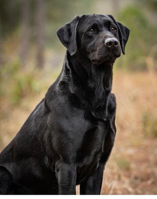 Labrador Retriever Puppies breeder image 2