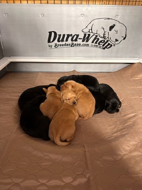 Labrador Retriever Puppies breeder image 5
