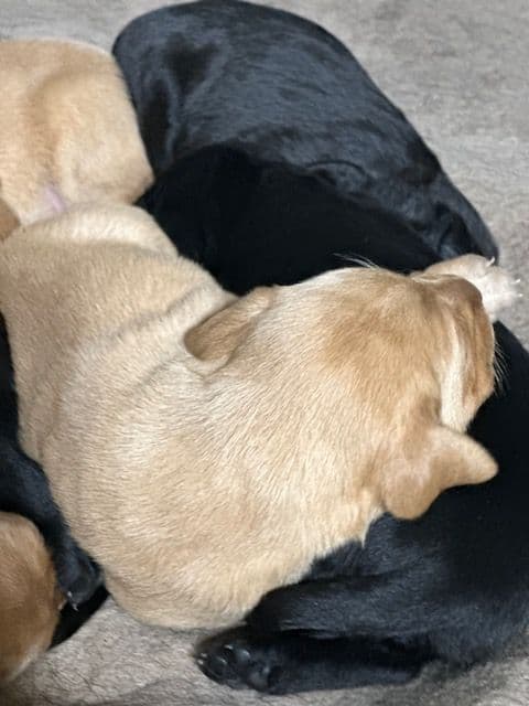Labrador Retriever Puppies breeder image 6