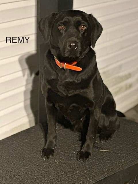Labrador Retriever Puppies breeder image 7