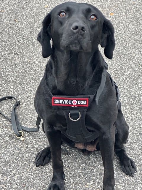 Labrador Retriever Puppies breeder image 9