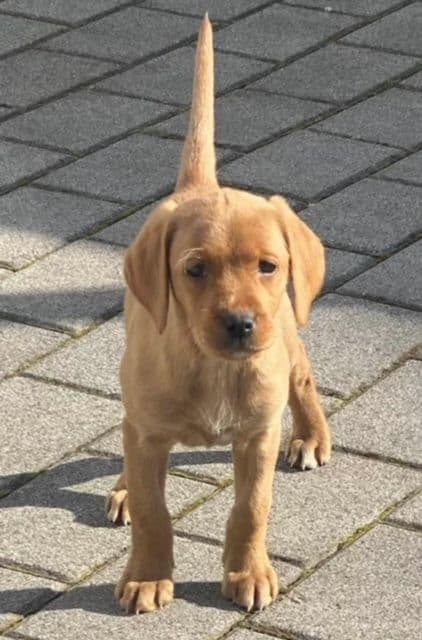 Labrador Retriever Puppies breeder image 10