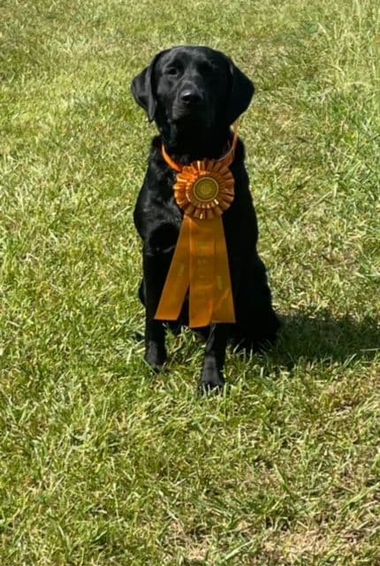 Labrador Retriever Puppies breeder image 12