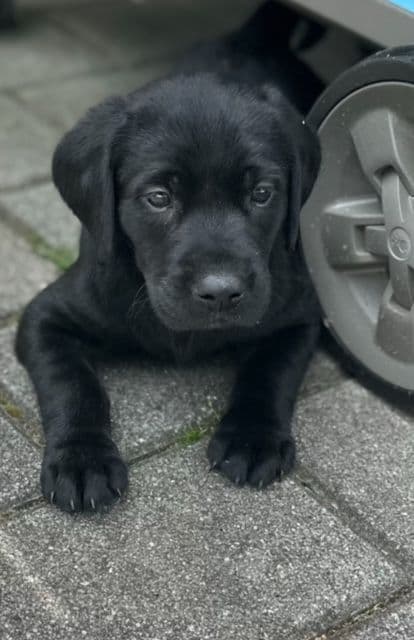Labrador Retriever Puppies breeder image 14