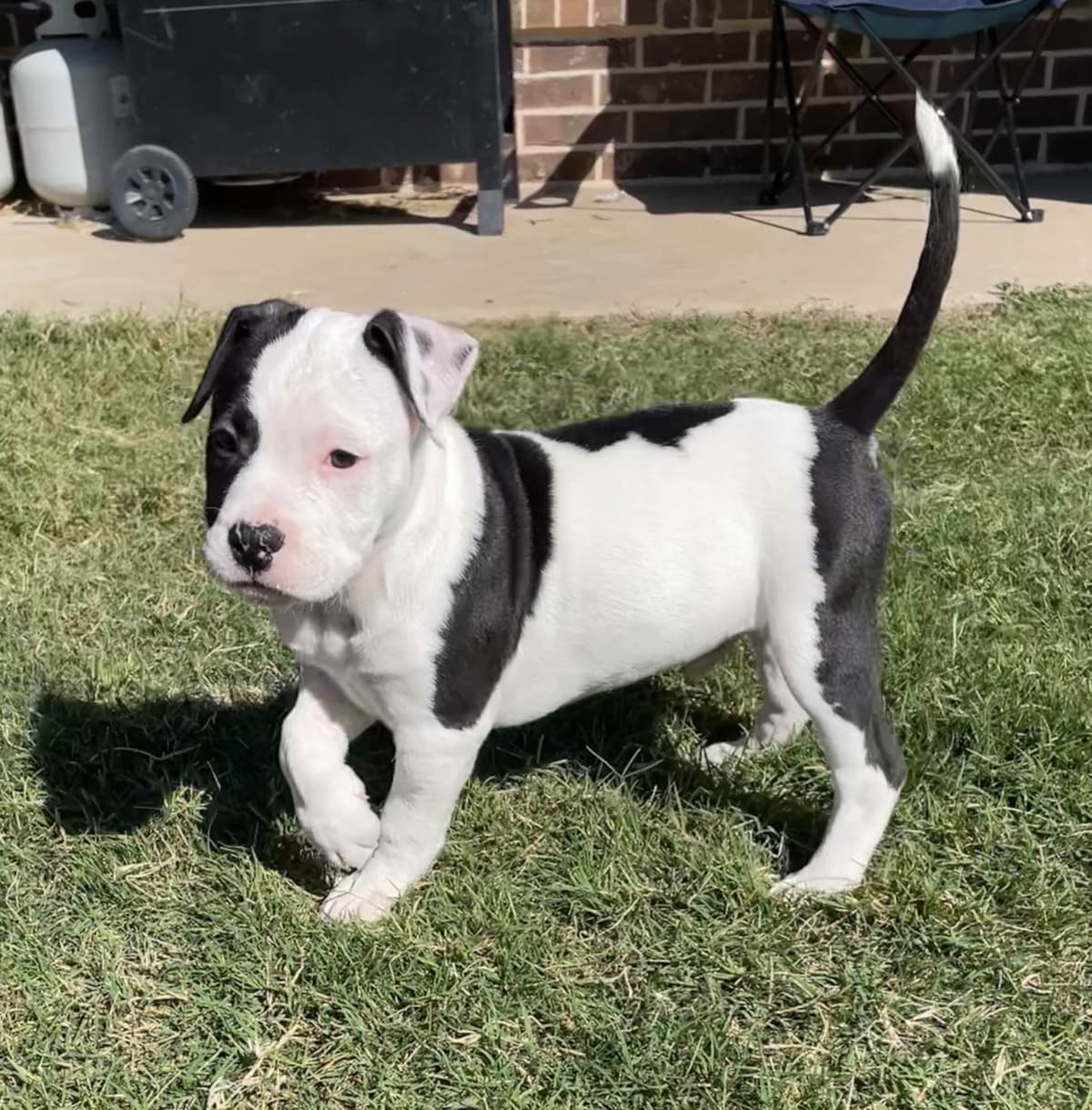 Just Born! American Staffordshire Terrier Puppies breeder image 4
