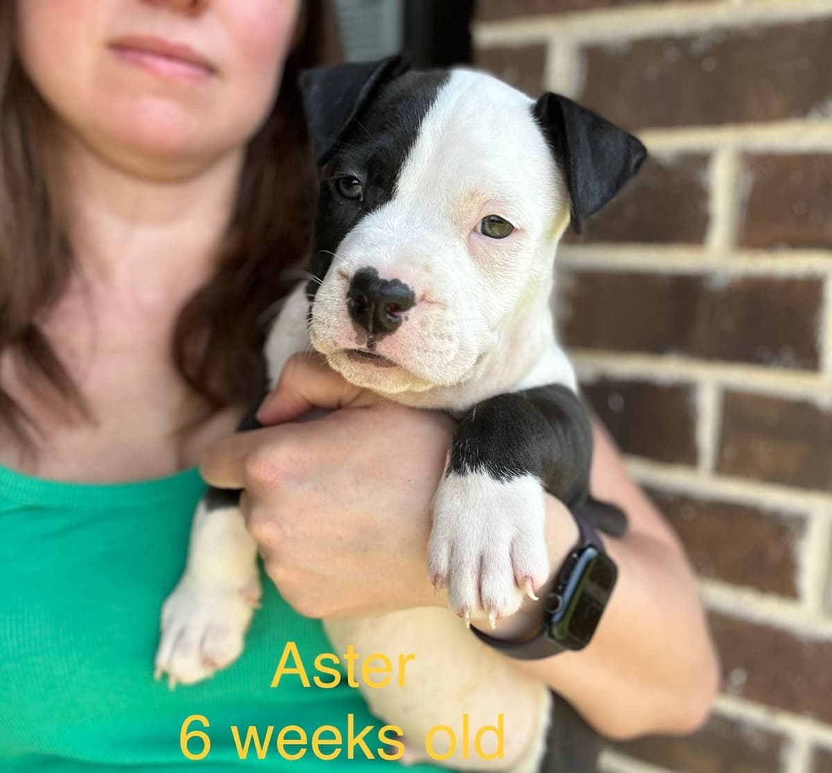 Just Born! American Staffordshire Terrier Puppies breeder image 6