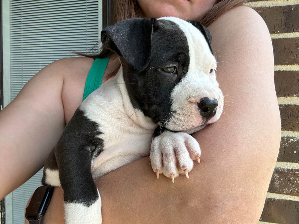 Just Born! American Staffordshire Terrier Puppies breeder image 10