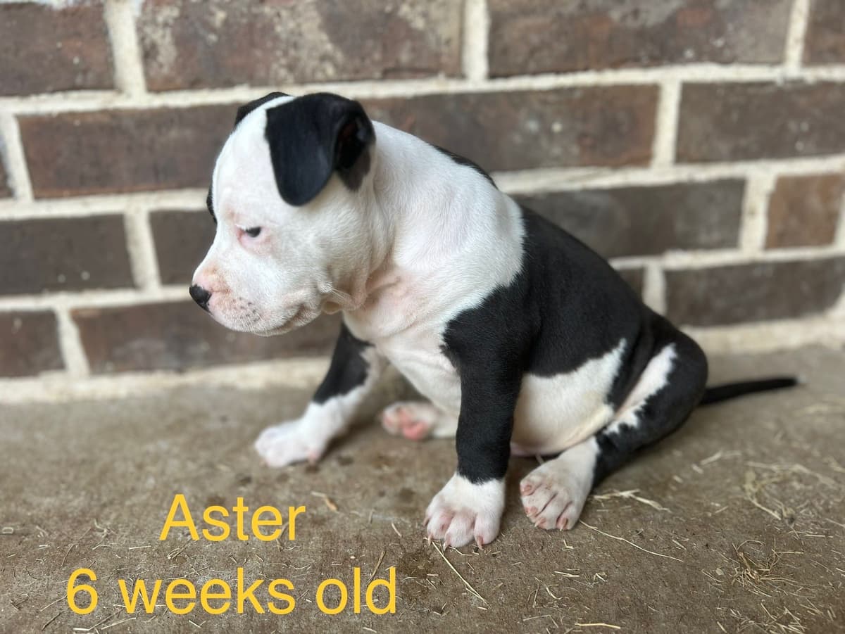 Just Born! American Staffordshire Terrier Puppies breeder image 9