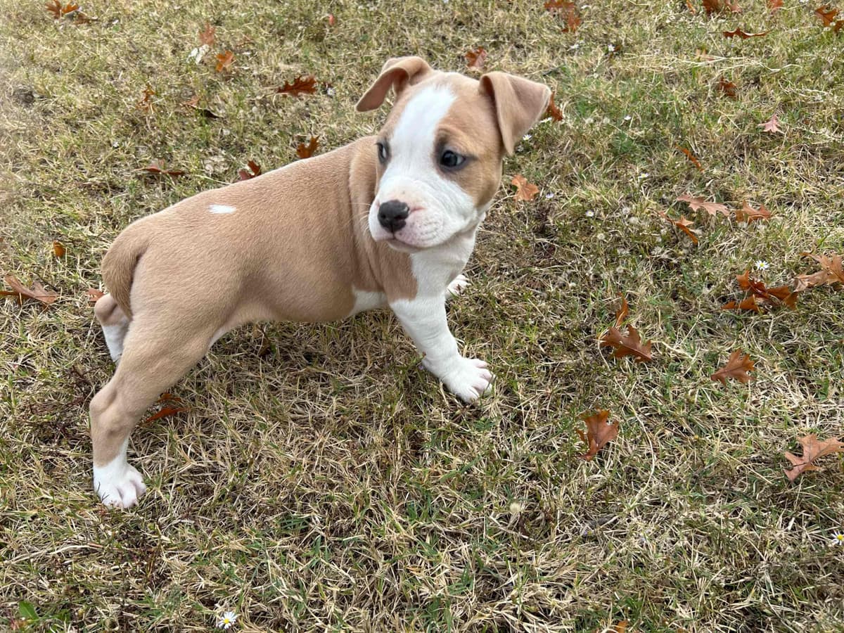 Just Born! American Staffordshire Terrier Puppies breeder image 11