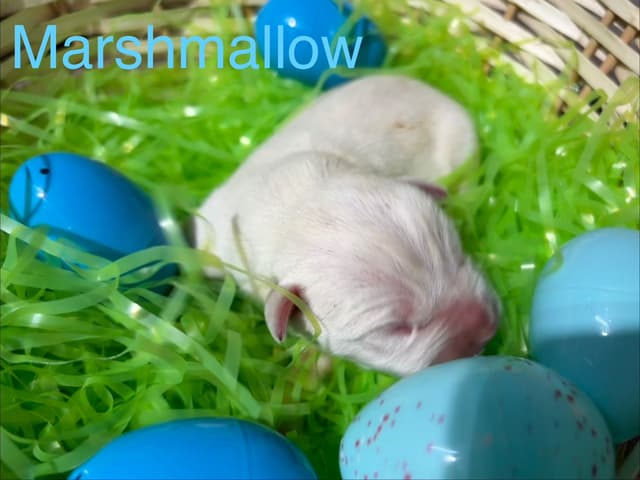 Just Born! American Staffordshire Terrier Puppies media 2
