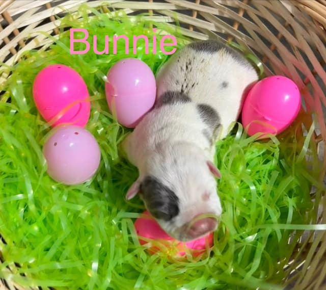 Just Born! American Staffordshire Terrier Puppies media 3