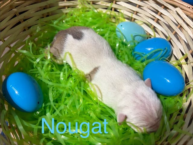 Just Born! American Staffordshire Terrier Puppies media 4