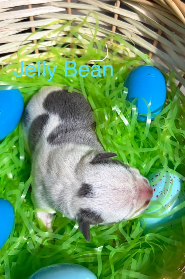 Just Born! American Staffordshire Terrier Puppies media 6