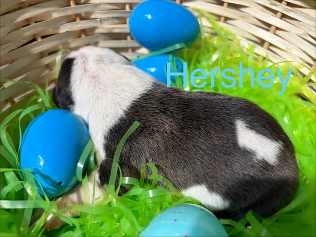 Just Born! American Staffordshire Terrier Puppies media 7