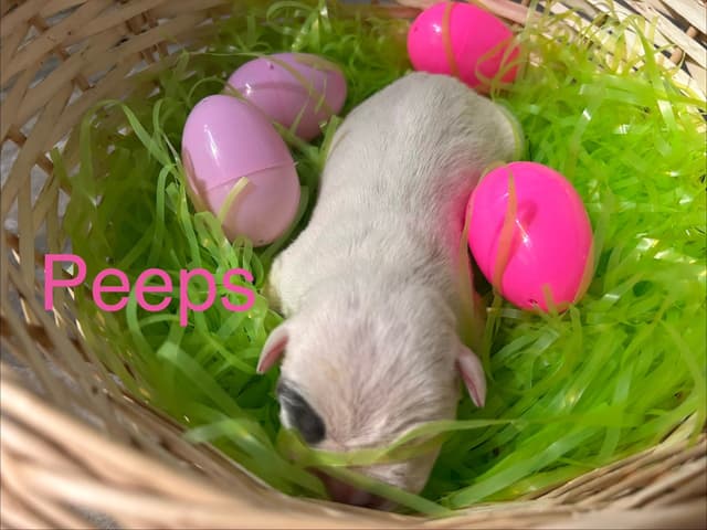 Just Born! American Staffordshire Terrier Puppies media 9