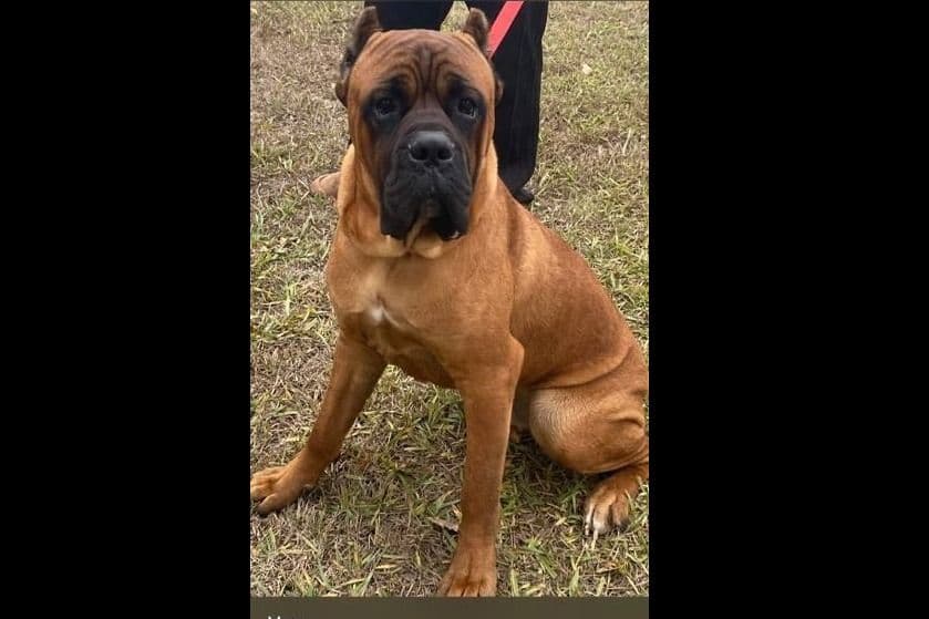 Cane Corso Puppies breeder image 1
