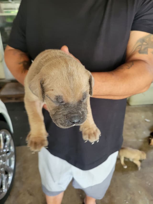 Cane Corso Puppies media 2