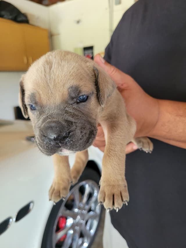 Cane Corso Puppies media 3