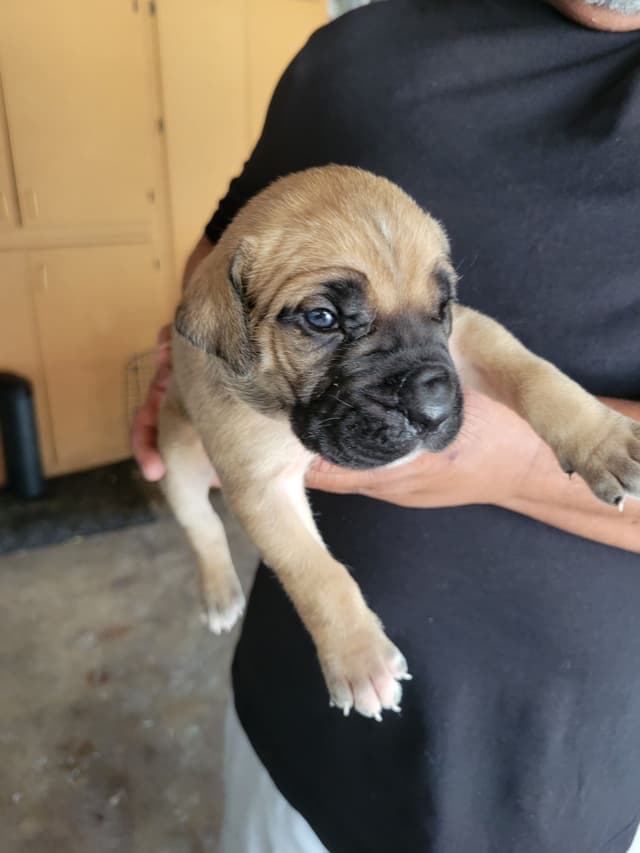 Cane Corso Puppies media 4