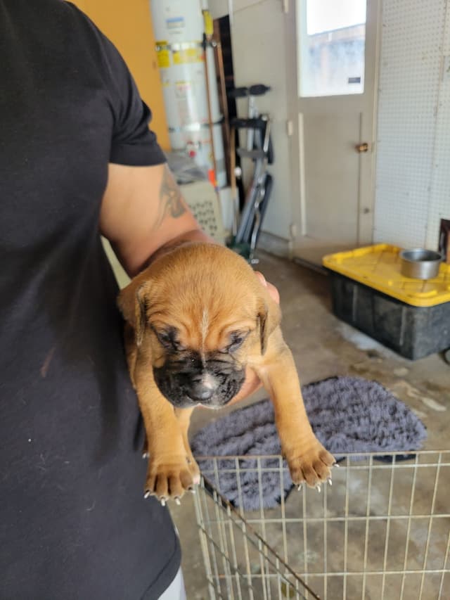 Cane Corso Puppies media 5