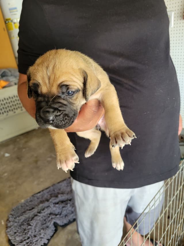 Cane Corso Puppies media 6