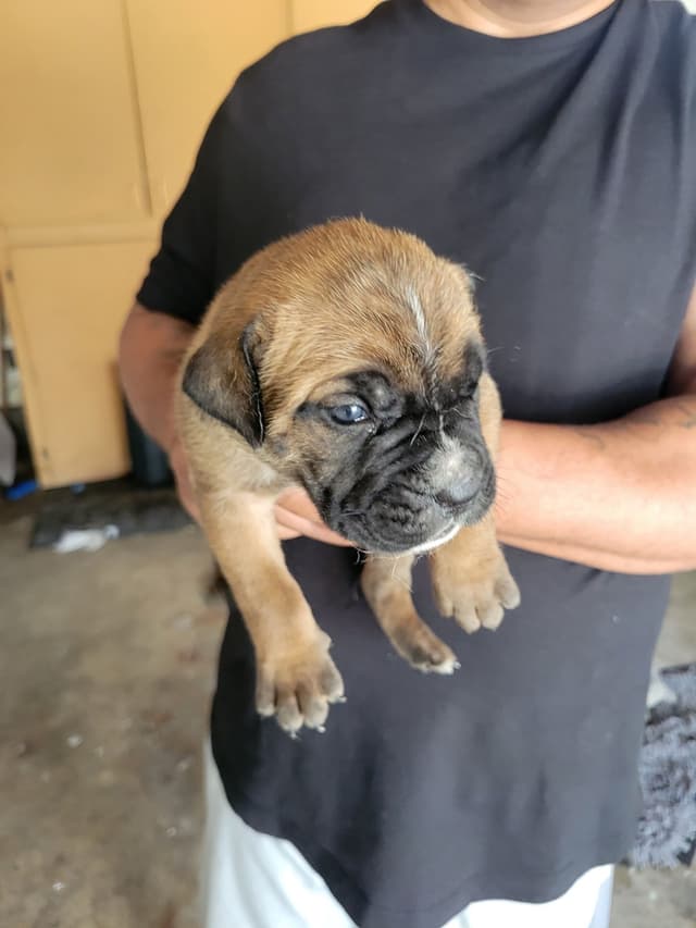 Cane Corso Puppies media 7
