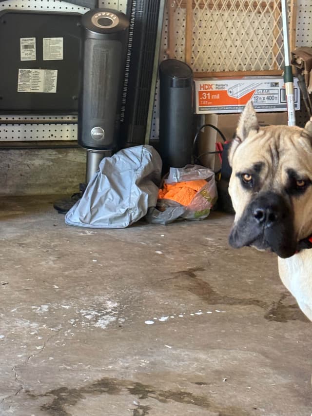 Cane Corso Puppies media 8