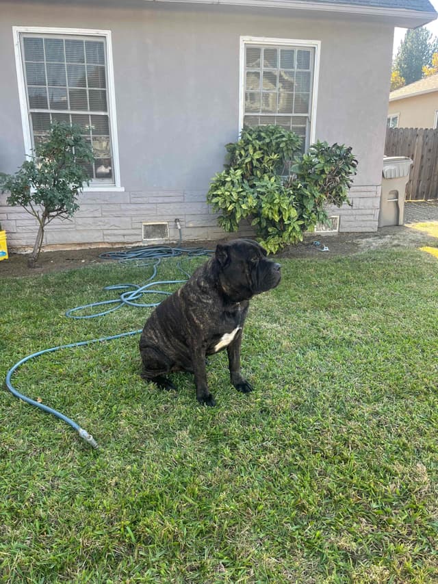 Cane Corso Puppies media 9