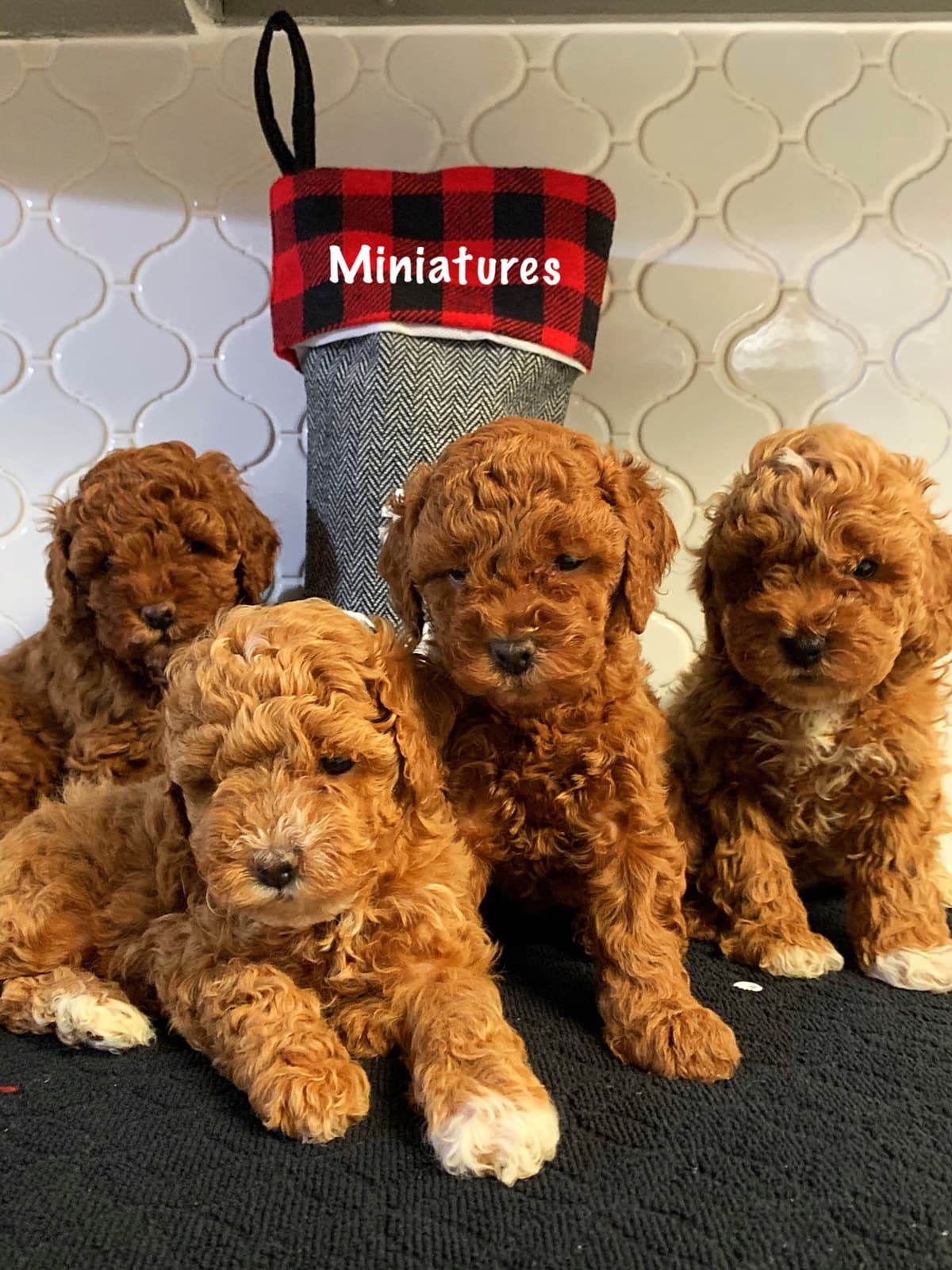Toy Poodle Puppies breeder image 3