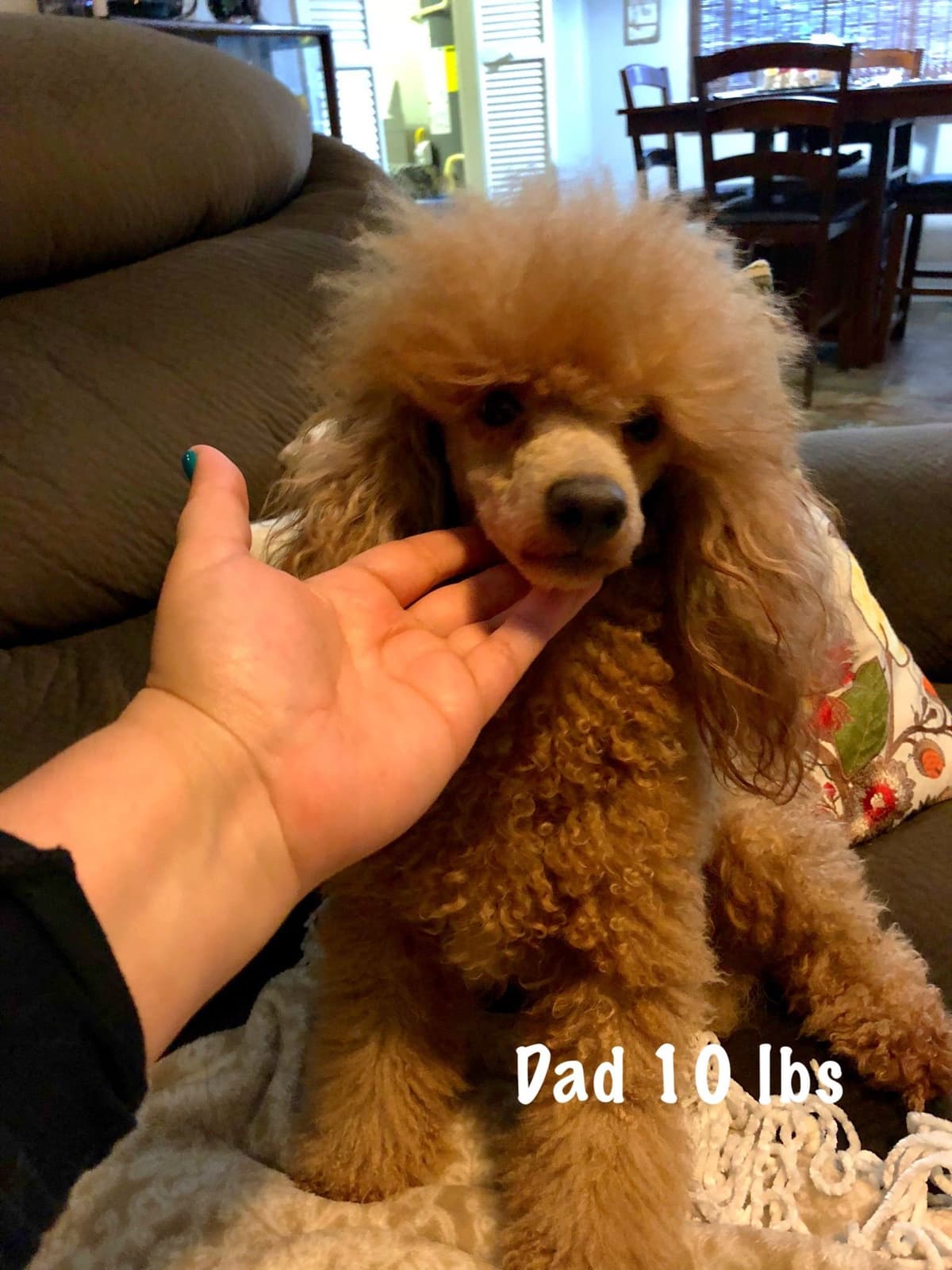 Toy Poodle Puppies breeder image 7