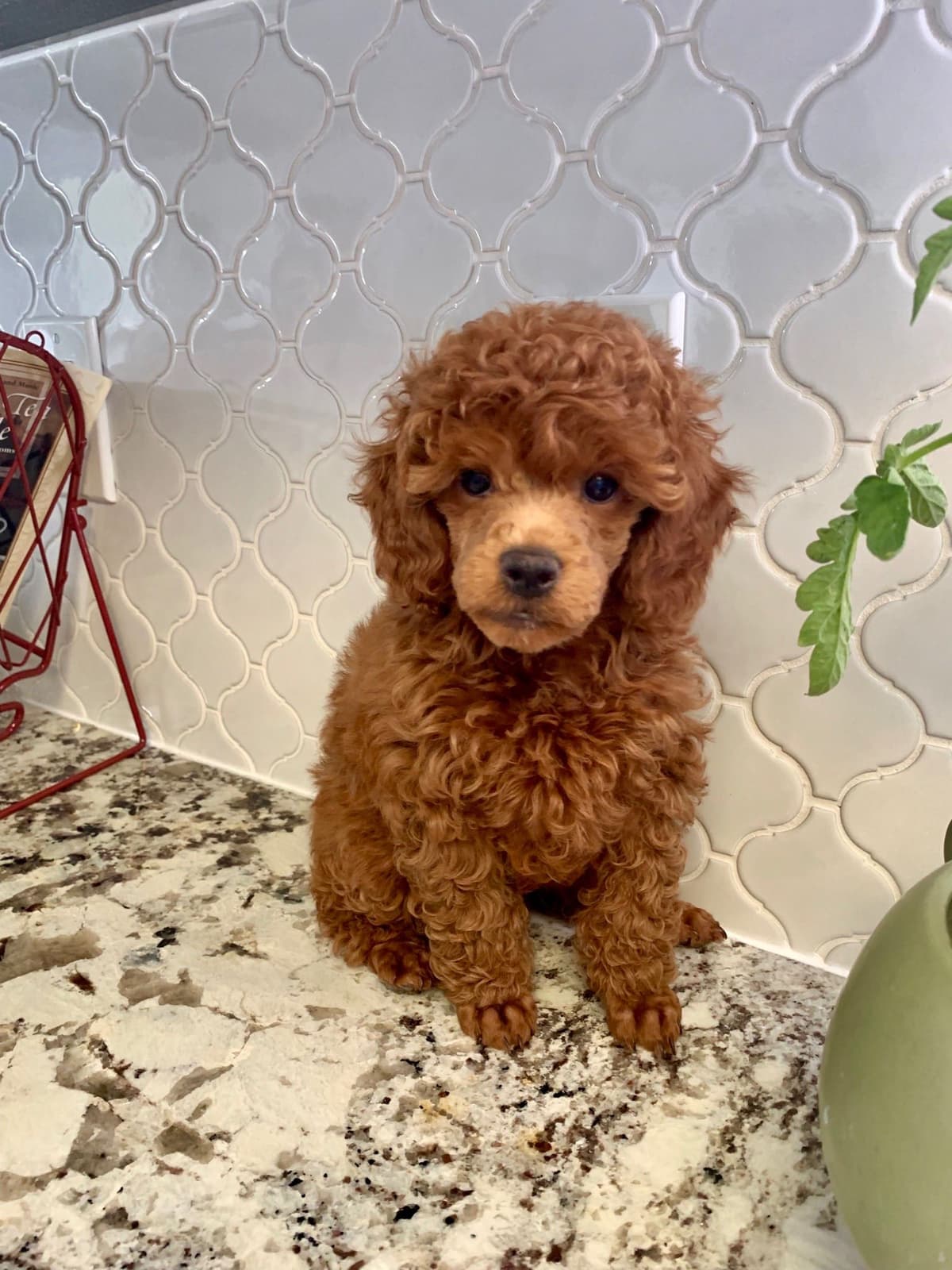 Toy Poodle Puppies breeder image 4
