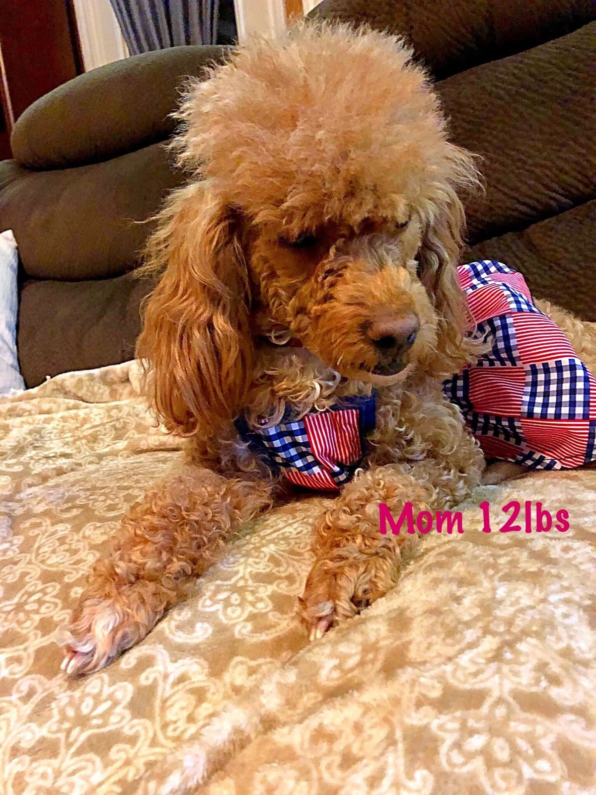 Toy Poodle Puppies breeder image 1