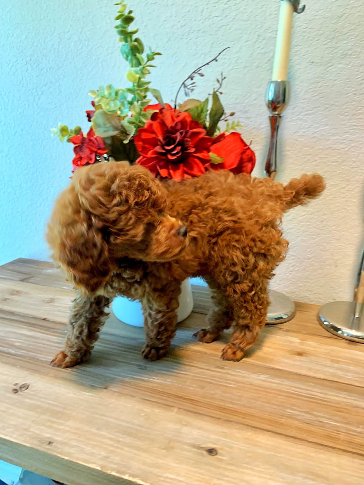 Toy Poodle Puppies breeder image 6