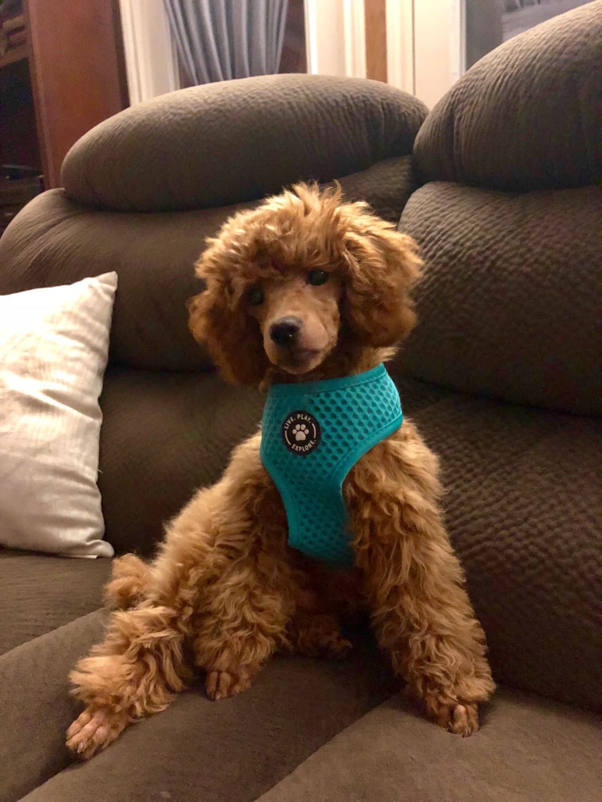Toy Poodle Puppies breeder image 5