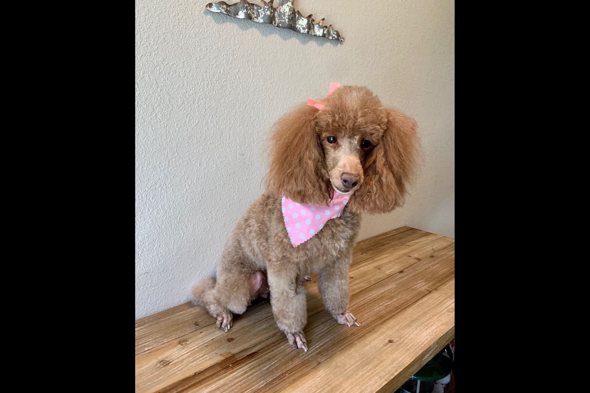 Toy Poodle Puppies breeder image 8