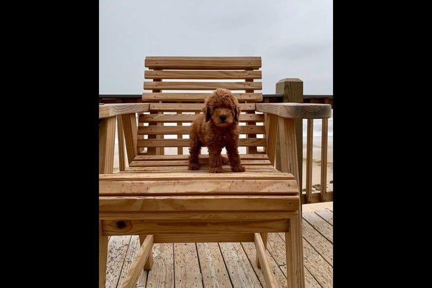 Toy Poodle Puppies breeder image 9