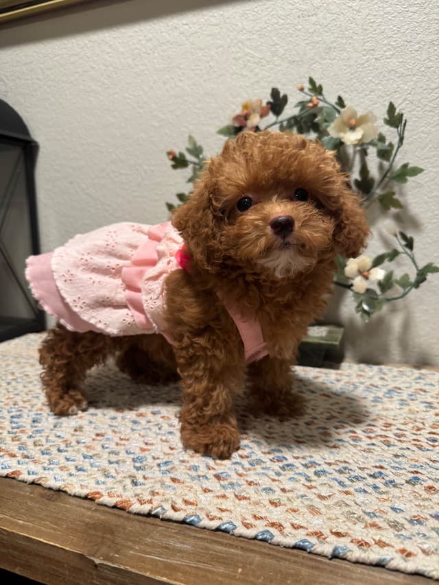 Toy Poodle Puppies media 2
