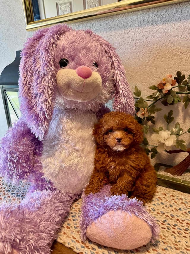Toy Poodle Puppies media 3