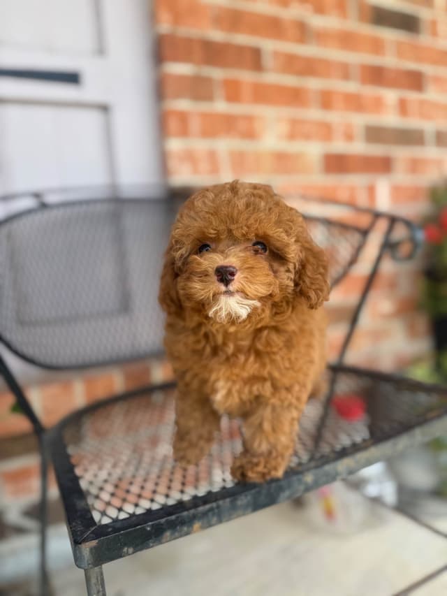 Toy Poodle Puppies media 4