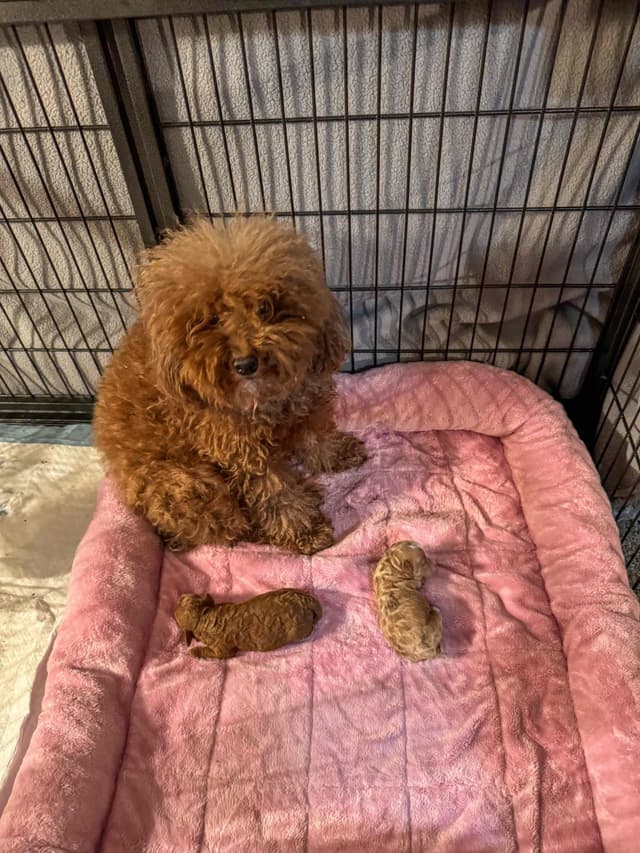 Toy Poodle Puppies media 5