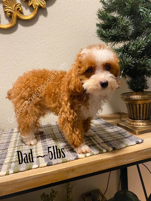 Toy Poodle Puppies media 6