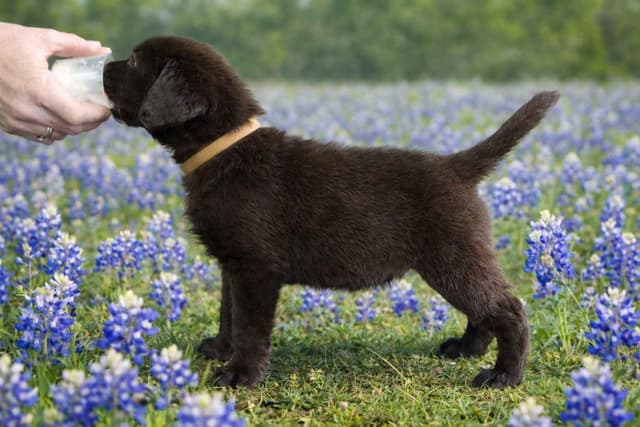 Labrador Retriever Puppies media 2