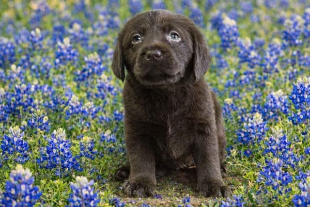 Labrador Retriever Puppies media 5